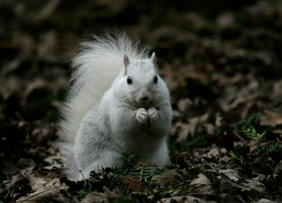 Grey Squirrel <i>Sciurus carolinensis</i>